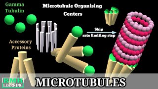 Microtubules  Microtubule Structure amp Function  Microtubules Assembly Microtubule Polymerisation [upl. by Haron]