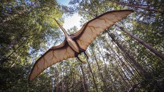 Unveiling the Mysteries of Pterodactyls [upl. by Karola733]