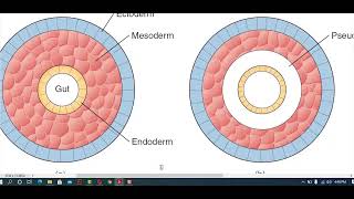 Ch 7 Lec 2 Triploblastic organization till end of 7 chapter [upl. by Odnalra977]