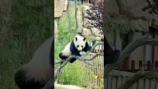 Funny Fails Panda Dont miss the end🤣 funny panda viralvideo shorts cute [upl. by Burget]