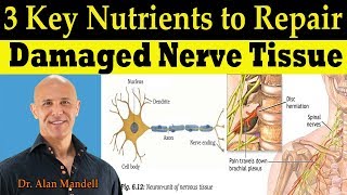 3 Key Nutrients to Repair Damaged Nerve Tissue Pinched Nerve amp Neuropathy  Dr Alan Mandell DC [upl. by Giglio540]