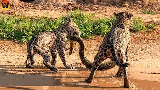 30 Crazy Moments Final Battle Between Python Vs Leopard In The Tree What Happen Animal World [upl. by Conah]