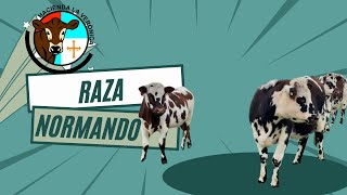 RAZA NORMANDO [upl. by Duntson]