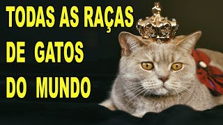 AS 10 RAÇAS DE GATOS MAIS DIFERENTES E ÚNICAS DO MUNDO [upl. by Ilenay]