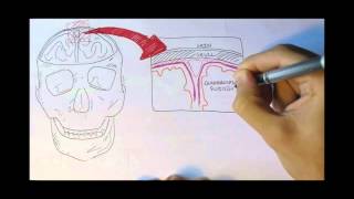 Neurology  Physiology Overview [upl. by Liris]