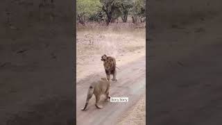 Leopards spine broken by lion animals wildanimals shortfeed shortsyoutube shortvideo lion [upl. by Southworth]