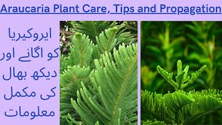 Christmas Tree Care and Propagation  How to Grow Araucaria  Araucaria Plant Kaise Grow Karen [upl. by Jarrow799]