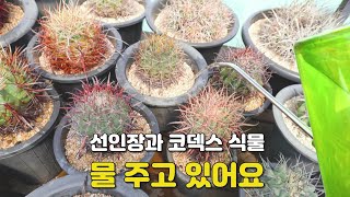 선인장과 코덱스 식물 물 주었어요 위험한 물 주기란 Caudex plants Cactus [upl. by Bamford950]