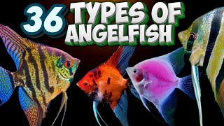 36 Different Types of Angelfish You Should Know About Pterophyllum [upl. by Suivatnom44]