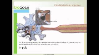 Biodoen  impulsgeleiding 1 van 5 [upl. by Lucian753]