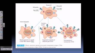 Tumor antigens [upl. by Enatan]