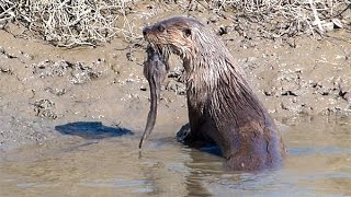 Crabs Look On as River Otter Catches Fish [upl. by Gonnella]