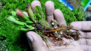 Heliamphora Repotting and Propagation HMinor H Nutans amp H Pulchella [upl. by Adall876]