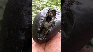 Shaligram sri laxmi narsimha shaligram shila  gandaki river shaligram 💐💐shorts short shortsfeed [upl. by Boorman]