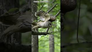 Mottled Wood Owl  Large Owls of India IThe call of a great horned owl [upl. by Winterbottom]