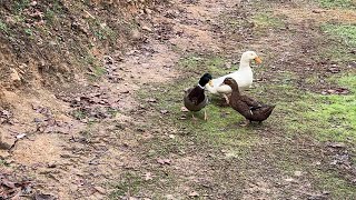 Finleys New Ducks And Cold Weather Cellar Lamp Experiment [upl. by Aihsal562]