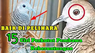 SANGAT ISTIMEWA PEMBAWA KEBERUNTUNGAN Berikut 15 Ciri Perkutut Bertuah Yang Baik Di Pelihara [upl. by Mueller26]