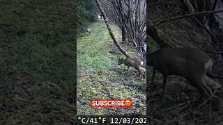 The WILDEST COMMON Deer In The Entire World 😍 wildest amazing deer short shorts viral wild [upl. by Lyda739]