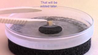 Superconductivity perfect diamagnetism and the Meissner effect [upl. by Colb]