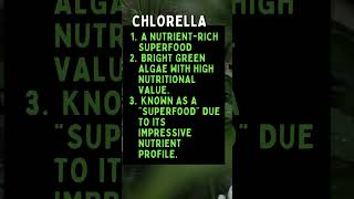 Spirulina vs Chlorella What You Need to Know shorts shortsfeed knowledge spirulinavschlorella [upl. by Eeloj952]