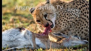 23 UNCENSORED 18 eaten ALIVE  Cheetahs eating baby gazelle brutally Screaming live feeding [upl. by Etheline]