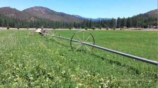 Alfalfa Irrigation in Northern California [upl. by Leda]