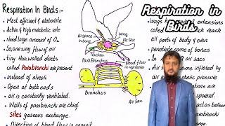 Respiration in Birds [upl. by Telrats]
