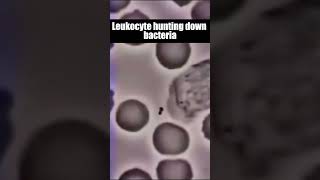 Leukocyte hunting down bacteria shorts viral leukocyte [upl. by Valoniah]