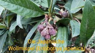 Die Japanische Wollmispel Eriobotrya japonica Mispero Nespolo Nispero Loquat Biwa Pipa [upl. by Newell]