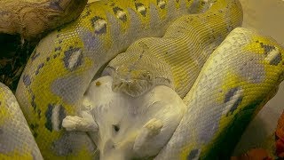 Dwarf Reticulated Python Eating Large Rat [upl. by Dranreb]