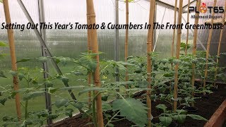 Setting Out This Years Tomatoes amp Cucumbers In The Front Greenhouse [upl. by Dietz]