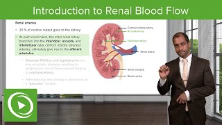 Introduction to Renal Blood Flow – NephrologyFoundations  Lecturio [upl. by Hardi]