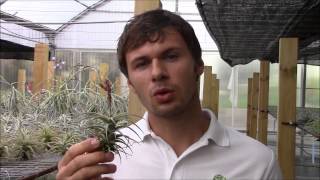 Tillandsia latifolia Planta Brutt video 24 Deutsch [upl. by Carlyn]