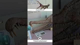 Angistorhinus Triassic Phytosaur on Display [upl. by Bevers25]