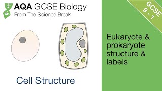 Eukaryotes and Prokaryotes For AQA 91 GCSE Biology and Trilogy Combined Science [upl. by Hesketh838]