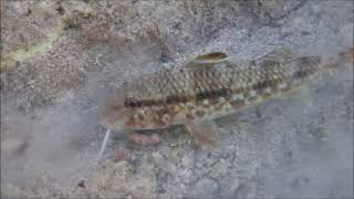 Red Mullet Mullus surmuletus feeding in sand Lastovo Island HR [upl. by Ximenez]