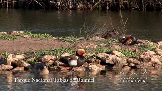 Parque Nacional Tablas de Daimiel  Diputación de Ciudad Real [upl. by Tteltrab]