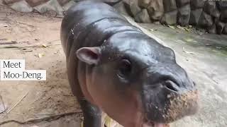 Thailand’s Celebrity Pygmy Hippo MooDeng Gets Extra Security After Harassment [upl. by Viglione]