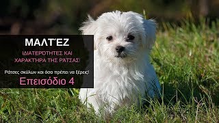 PET CENTER Maltese poodle  Μαλτέζ σκυλάκια [upl. by Mairhpe]