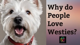 Why do People Love Westies So Much [upl. by Nelg395]