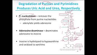 Purines and pyrimidines catabolismGoat diseaseLesch Nyhan syndrom [upl. by Oicirtap]