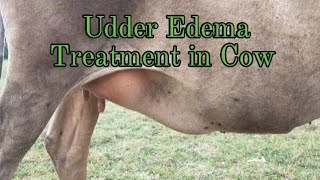 Udder Edema Treatment in Cow  Cow Udder Swelling Treatment [upl. by Platas]