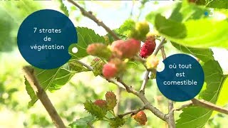 Sur ma route à Diconne  Il plante une forêt entièrement comestible [upl. by Alimat]