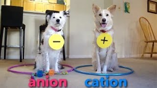 Dogs Teaching Chemistry  Chemical Bonds [upl. by Oina846]