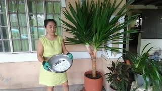 Planting Yucca Gigantea Part 4 [upl. by Nolly]