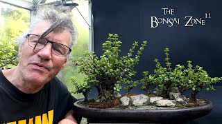 Pruning My Portulacaria afra Forest The Bonsai Zone July 2024 [upl. by Elahcar]