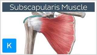 Subscapularis Muscle  Origin Insertion Innervation amp Action  Human Anatomy  Kenhub [upl. by Melvin]