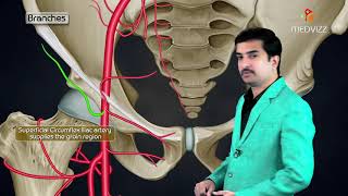 Femoral Artery Anatomy Animation Origin  Course  Branches and Termination  USMLE Step 1 [upl. by Ayom]