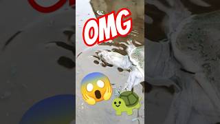 😱 OMG AAJ to Ghar ke aage Itna Big 😳😱 🐢turtle🐢 aa gyashorts shortsfeed shortvideoturtle trend [upl. by Darda262]