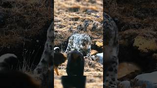 ¡Mastin tibetano vs Leopardo de las nieves mastintibetano vs leopardodelasnieves [upl. by Sixel]